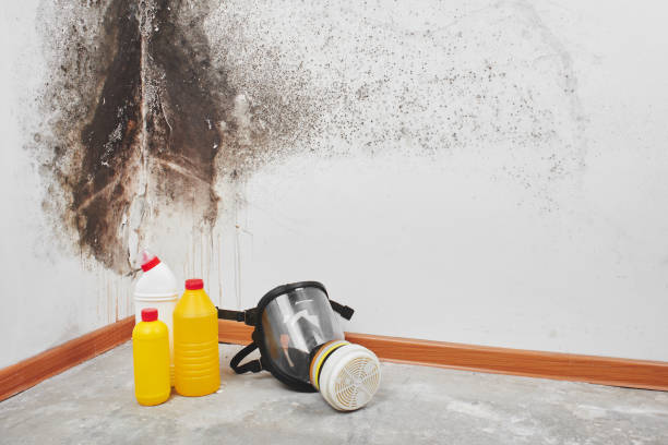 Best Professional Mold Removal  in Westfield, MA