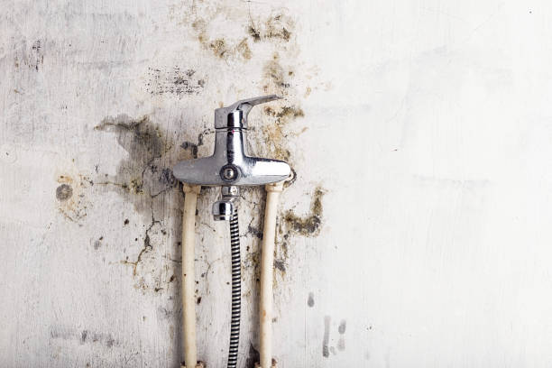 Best Office Mold Removal Services  in Westfield, MA