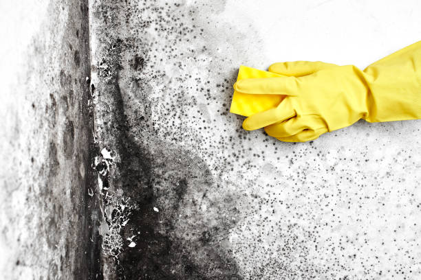 Best Mold Damage Repair  in Westfield, MA