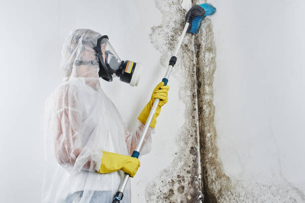 Best Mold Remediation  in Westfield, MA