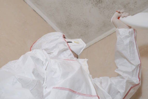 Best Attic Mold Removal  in Westfield, MA