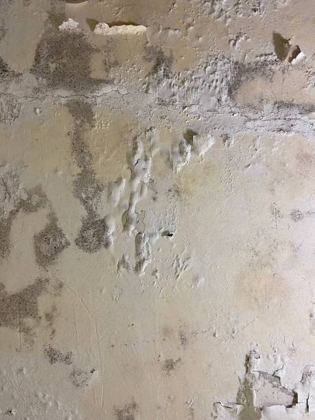 Best Black Mold Removal  in Westfield, MA