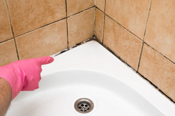 Best Mold Testing  in Westfield, MA