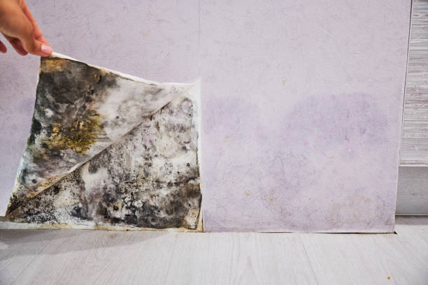 Best Commercial Mold Removal  in Westfield, MA